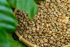 Taste Robusta Coffee Beans High Quality Fresh Roast With Strong Flavor And Smooth Finish Buy Fast Delivery Premium Quality Wholesale Naturally Perfect For Coffee Shops - Image 2