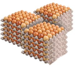 Fast Delivery Ross 308 Hatching Eggs for sale Premium Quality and trusted source for hatcheries order wholesale - Image 3