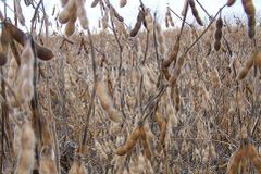 Soy Beans - Image 1