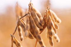 Soybean meal - Image 4