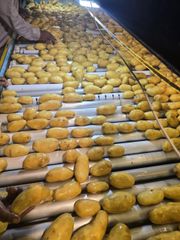 Potato - Image 1