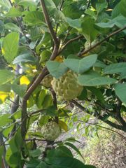 Custard Apple (Sitaphal) & other Agricaltural Products - Image 3
