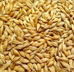 Barley - Image 2