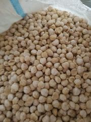Candlenuts - Image 2