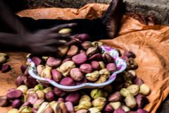 Export Kola Nuts Premium Grade Whole Seeds Clean Fresh High Quality Strong Aroma Suitable For International Buyers And Bulk Supply Buy Now Fast Delivery Premium Quality Wholesale - Image 5