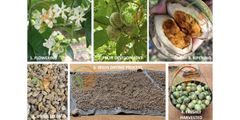 Voacanga africana Seeds - Ivory Coast Origin, Sun-Dried & Sorted, Alkaloid Profile per Lot - Image 1