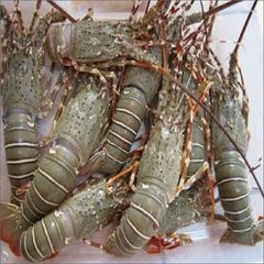 Premium Live Lobsters Fresh Sweet Meat Top Quality Seafood Handpicked for Restaurants Hotels Catering and Export Buyers - Image 4