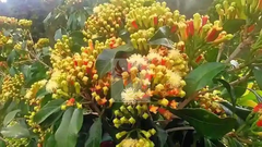 CLOVES - Image 2
