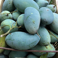 Fresh Mango Fruit Type MANGO Color Green Style Fresh Grade Premium Variety Kesar Brand Name OEM Weight (kg) 10 Taste Delicious - Image 1