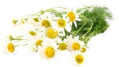 Roman chamomile essential oil Purity 100% Natural Place of Origin Bulgaria Calming Effect Very Calming Plant Source Anthemis Nobilis - Image 2