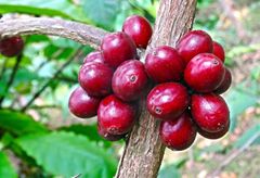 Green Robusta Coffee Beans Washed & Natural | High Caffeine Wholesale Screen 15, 16, 18 Robusta - Image 5