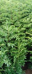 Organic Fresh Curry Leaves directly sourced from Farm land - Image 4