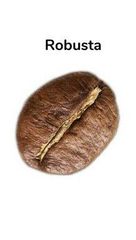 Robusta Coffee – product photo 1, product detail gallery