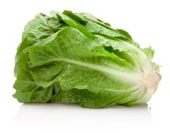 Romaine lettuce Flavor Mild Texture Crunchy Freshness Superior Export Demand High Packaging Carton box Shelf Life 3 days in open - Image 1