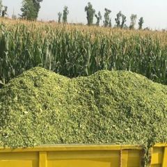 Fresh Fermented Maize / Corn Silage from Pakistan – Bulk Animal Feed Supply - Image 1