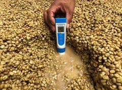 Premium coffee bean green product European Coffee Beans Green Control coffee beans - Vietnam roasted for importers companies - Image 6