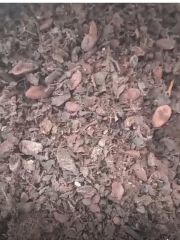 Cocoa Nib - Image 1