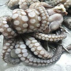 Octopus vulgaris - Image 2