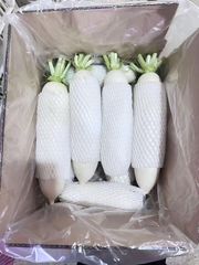 white radish Color White Texture Crisp, Juicy Weight 0.5–2kg Per Piece Origin Premium Planting Areas In China Logistics Reliable Cold-chain Logistics - Image 5