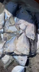 Sea Frozen Fish Weight (kg) 10 Flavor Superior Taste Of The Sea Texture Natural Texture Preserved Nutrition High In Natural Nutrients - Image 1