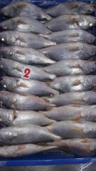 Company – thumbnail 4 of 11, supplier detail gallery
