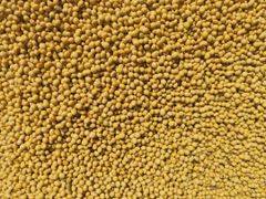 Soybean Maximum Drying Process Soybean Purity: 99% Delivery Processing Type: Machine Cleaned Natural Moisture Content Less Than 12% Time To Pol: 1 Week to Pol - Image 3