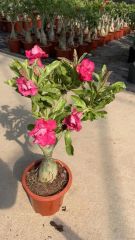 Real Live Indoor Plants Adenium Obesum - Image 6