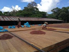 Cocoa Beans - Image 1