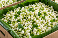Premium Madurai Jasmine (MALLI) - Image 1