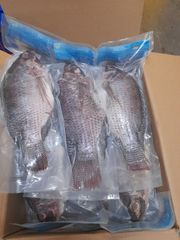 PREMIUM BLACK TILAPIA WHOLE ROUND: SATISFY GLOBAL SEAFOOD DEMAND - Image 2