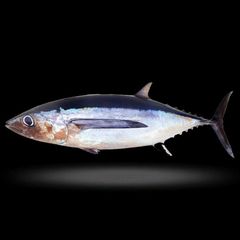 Market Price Fresh Fish Frozen Yellow Fin Tuna Skipjack. – product photo 1, product detail gallery