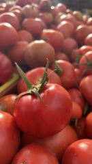 Tomatoe – product photo 1, product detail gallery