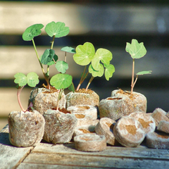 EcoGrow Coconut Pellets - Organic Seed Starters Shape Round Packaging Carton Box Max. Moisture (%) 15 Material Coconut - Image 5