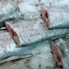 Ribbon Fish - Image 1
