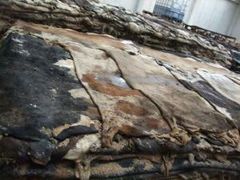 Wet & Salted  Donkey  and  Cow hides - Image 4