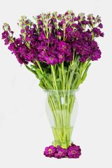Alelí Mathiola Stock Packaging Details QB Color Signature scent Cultivation Type Exportation Scent Character Spicy, - Image 4