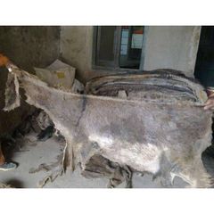 Wet Salted Donkey Hide Premium Preserved Raw Donkey Hide for Leather Processing. - Image 1