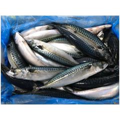 Frozen Horse Mackerel Fish Seafood - Image 4