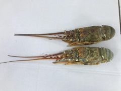 FROZEN LOBSTER WHOLE – product photo 3, product detail gallery