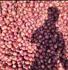 onions – product photo 1, product detail gallery
