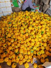 Fresh Bell Pepper in Green Red Yellow Color From China for Export Directly - Image 6