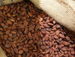 Organic African foods and agro products, e.g., palm oil, cocoa beans - Image 3