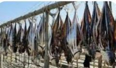 Premium Ribbon Fish from Bangladesh – Fresh Seafood Export Supply - Image 5