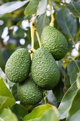 Avocado Hass from Kenya – product photo 2, product detail gallery