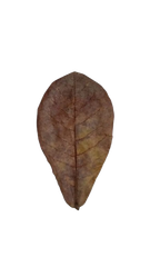 Dried Catappa Leaves Grade A+ Grade A+ Max. Moisture (%) 1% Source Tree Terminalia Catappa Drying Process Naturally sun/air-dried - Image 5