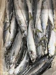 Mackerel Fish - Image 3