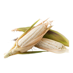 Clean white corn bulk sale high quality grains wholesale distribution - Image 1