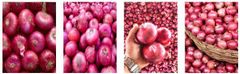 Fresh Onion – product photo 1, product detail gallery