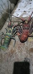 Lobster - Image 1