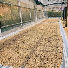 Robusta Green Coffee Beans Screen 16 Red Honey Processing With Long Shelfl Life High Quality Single Origin Viet Nam Product – product photo 5, product detail gallery